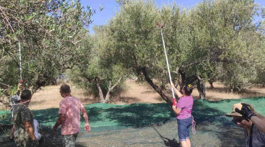 Olive Harvesting & Olive Oil Production 1